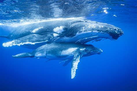 Whale Species That Migrate And The Distance Traveled