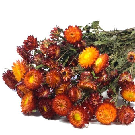 Strawflowers are shipped in a grower's bunch, typically. Buy Wholesale Dried Helicrysum (Straw Flower) Pink, Gold ...