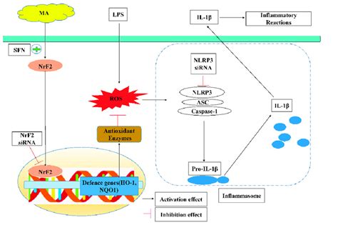 Proposed Molecular Mechanisms Underlying The Inhibitory Effect Of MA On