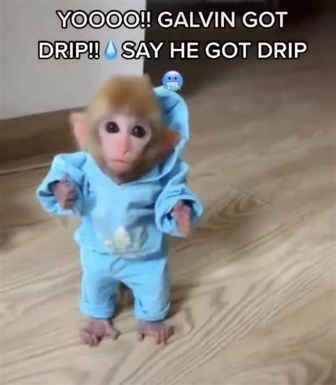 More Monkey Posts Galvin Got Dribnersay He Got Drip