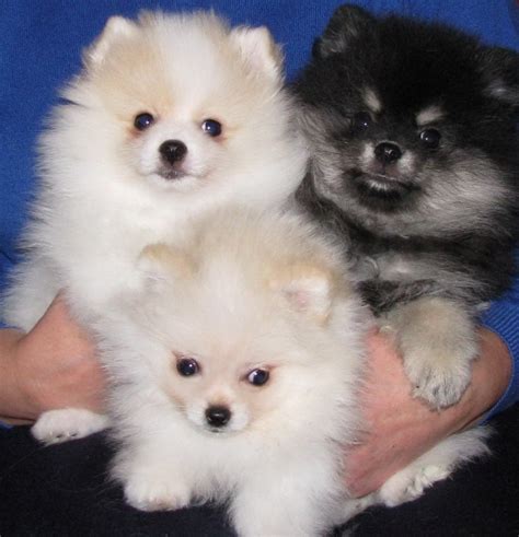 Check spelling or type a new query. Pomeranian Puppies For Sale | Charleston, WV #254616