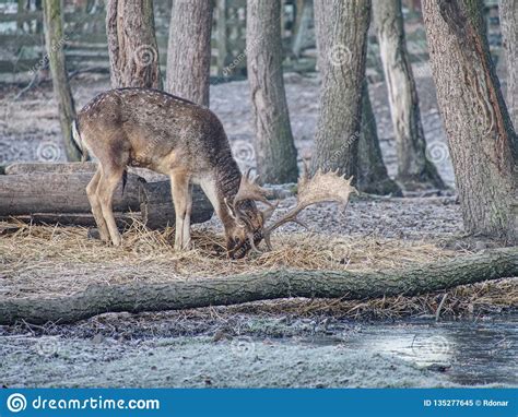 Whitetail Deer Fawn Feeding With Oak Corns In Leaves Stock Image