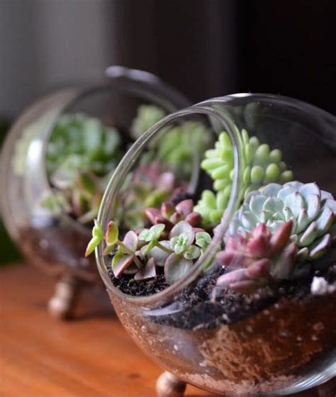 37 Most Beautiful Succulent Container Garden Diys With