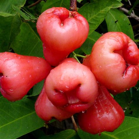 Water Apple Hybrid Red Fruit Plants And Tree Exoticflora