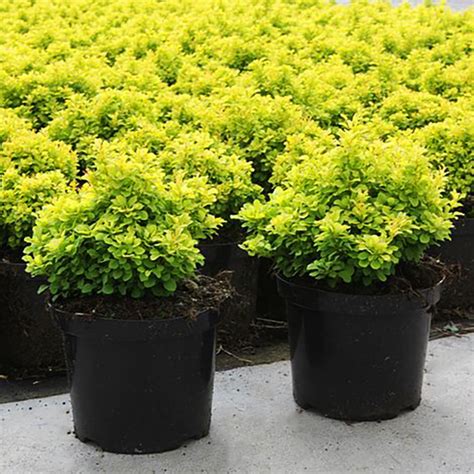 Tiny Gold Barberry For Sale Online The Tree Center