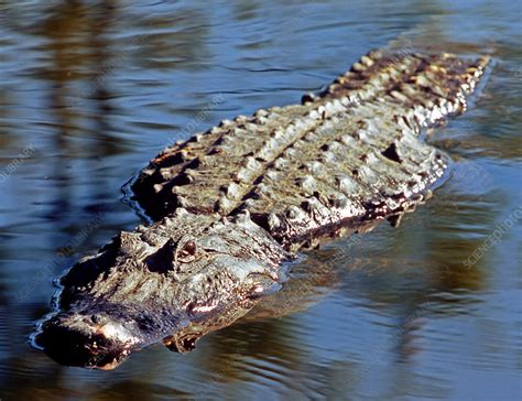 American Alligator Swimming Stock Image Z7570067 Science Photo
