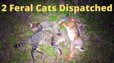 Shooting Feral Cats Istead Of Pigs Youtube