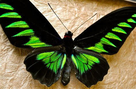 Top Most Beautiful Butterflies Of The World