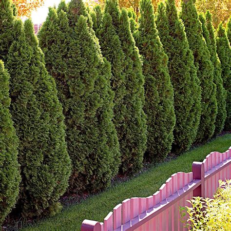 How To Plant And Grow Arborvitae