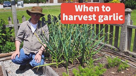 When To Harvest Garlic And Garlic Scapes West Coast Seeds Youtube