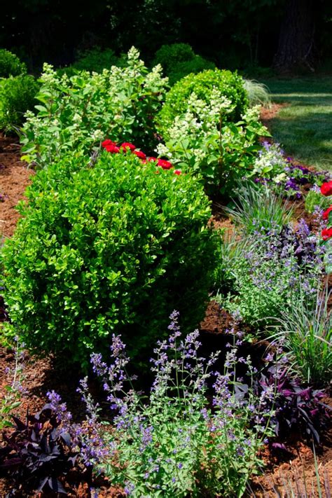 Upgrade Your Landscape With Boxwood Shrubs In 2023