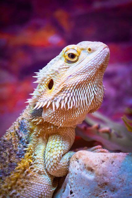 Pin By Pat On Colourful Life Group Board Bearded Dragon Cute