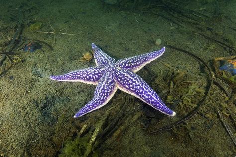 Starfish Asterina Pectinifera Photograph By Alexander Semenov