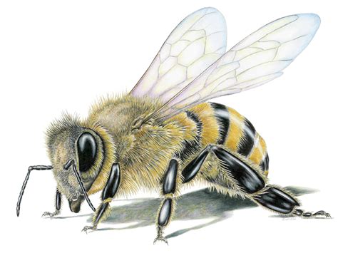 Honey Bee Framed Original Drawing Wildlife Drawings By Jim Wilson