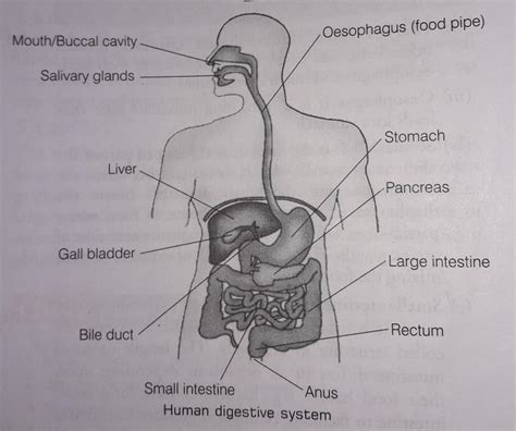 Diagram Of Human Digestive System