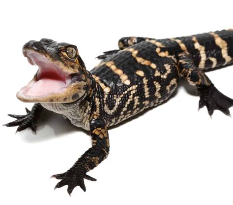 American Alligator For Sale Upriva Reptiles