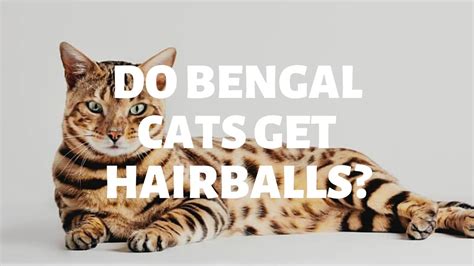 Big cats aren't known to have one. Do Bengal Cats Get Hairballs? - Authentic Bengal Cats