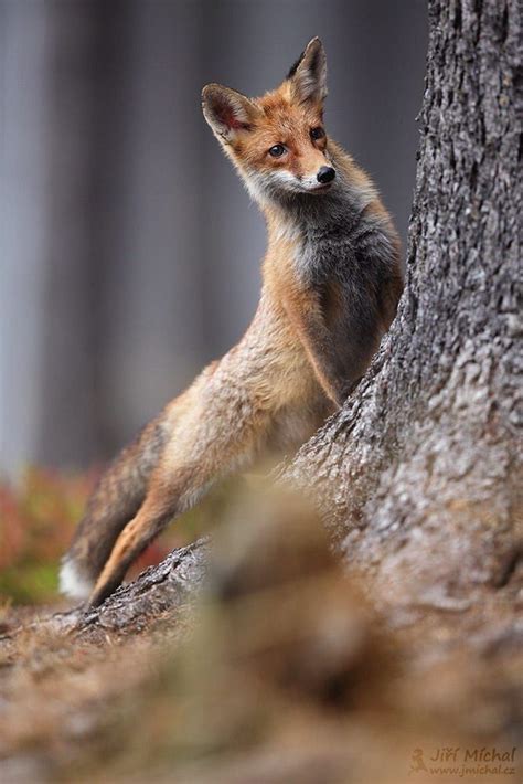 Pin By Marina On Beautiful Birds And Animals Fox Fox Pictures Pet Fox