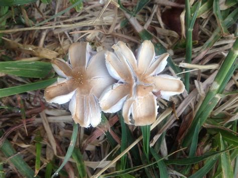 Maybe you would like to learn more about one of these? Flower shaped mushroom | bug hug | Flickr