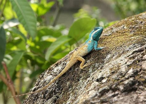 Blue Crested Lizard The Forest Dragon Whatdewhat