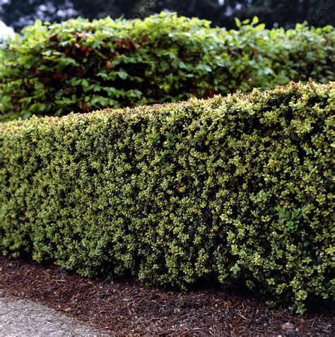 Box hedge - Stock Image - B920/0077 - Science Photo Library