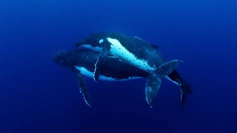 The Tender Mating Ritual Of The Humpback Whale Captured Ion Camera For