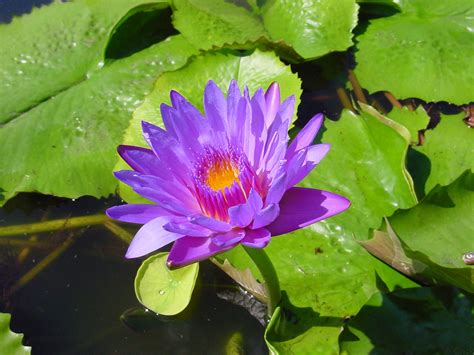 Water Lily Pad Pond Flower By Enchantedgal Stock On Deviantart