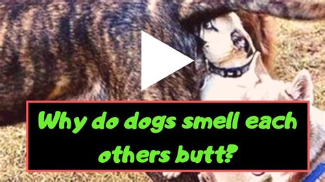 Why Do Dogs Smell Each Others Butt Youtube