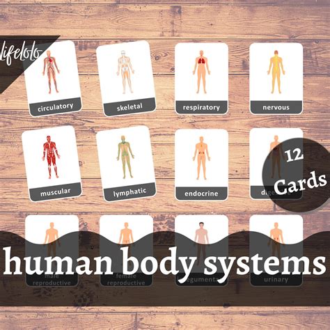Human Body Systems 12 Flash Cards Montessori Cards Etsy