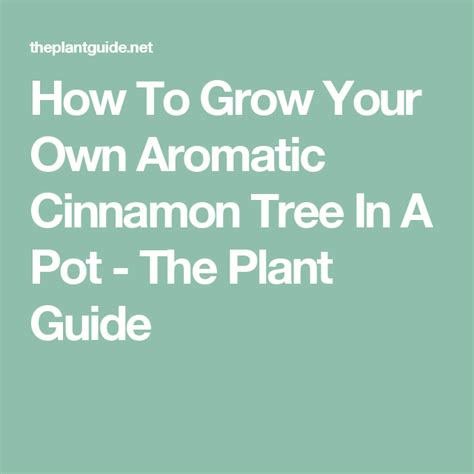 How To Grow Your Own Aromatic Cinnamon Tree In A Pot