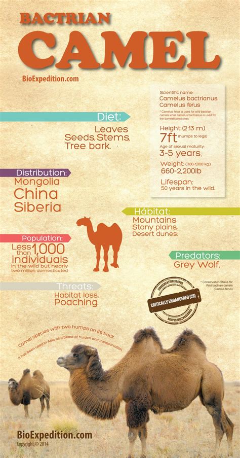 It is also known as an arabian camel. Bactrian Camel Infographic - Animal Facts and Information