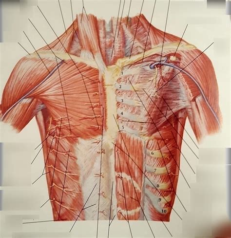 Anterior Thoracic Wall Diagram Diagram Quizlet