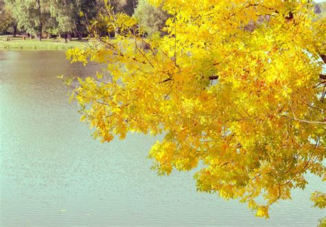 Yellowing Autumn Tree Leaves At The Tisza River In Hungary Fall Season