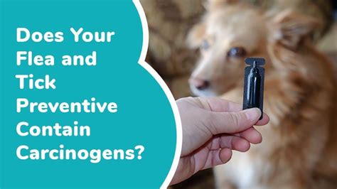 Does Your Flea And Tick Preventive Contain Carcinogens