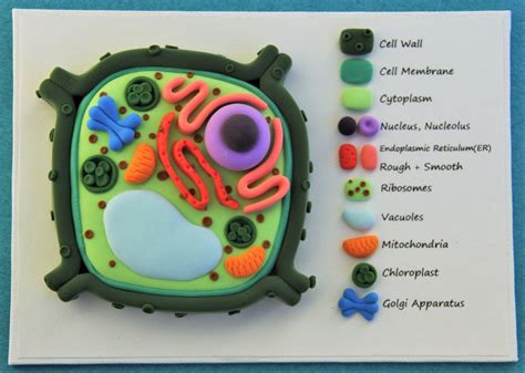 Plant Cell 3d Model Clay
