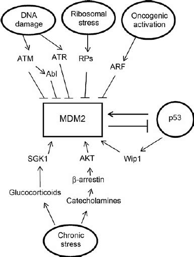 The Regulation Of Mdm2 Protein Levels And Activity Download