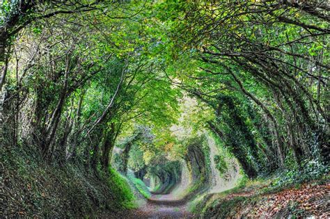 Halnaker Tree Tunnel Walk To A Sussex Windmill Sussex Walks