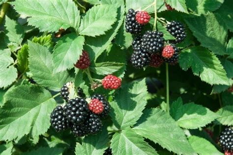 How To Keep Blackberry Bushes Under Control The Ultimate Guide