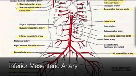 Coronary arteries supply blood to the heart muscle. Arteries in the Lower Body Tutorial - YouTube