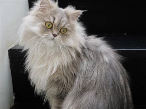 Like many breeds, the persian cat's origins are a mystery. How Much Does a Persian Cat Cost? | HowMuchIsIt.org