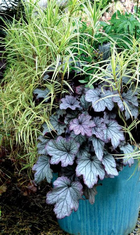 This mesmerizing coral bell has silver leaves with almost black veins, imbued with pink highlights in cooler weather (spring and fall). Coral Bells Heuchera Spellbound from Growing Colors