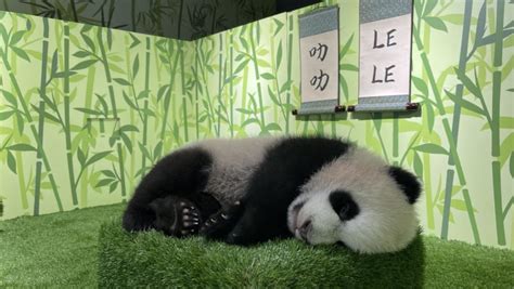 First Giant Panda Cub Born In Singapore Named Le Le After Public Vote Cna