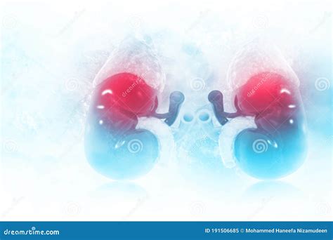 Human Kidney On Scientific Background Stock Illustration Illustration