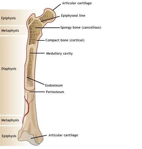 The Structure Of A Long Bone And Its Major Structures Including The