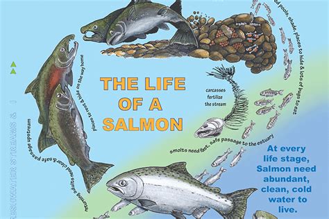 Pacific Salmon Life Cycle Poster Noaa Fisheries