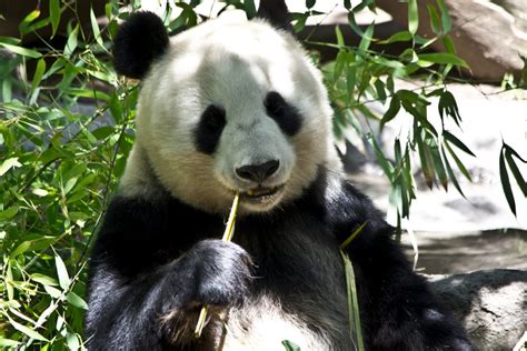 #TestSalvaje: ¿qué tanto sabes sobre animales? Volumen 2- Asia - Animal