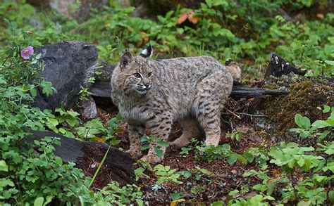 10 Animals That Live In Coniferous Forests Worldatlas