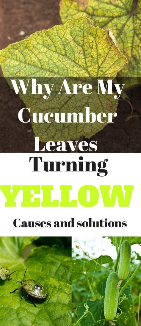 Lemon cucumber does not have a lemon taste, only color, but has a thin, tender skin with a flavor a little milder than a regular cucumber's. Sitemap - Weekend Gardener | Cucumber leaves turning ...
