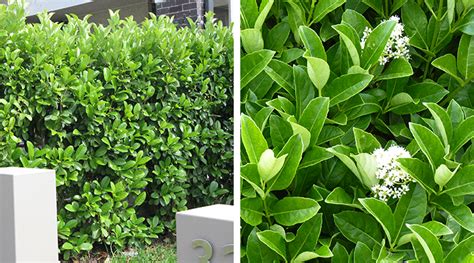 5 Best Low Maintenance Hedge Plants And How To Plant Them Flower Power