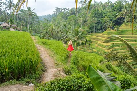 Ubud Bali Rice Fields  The Road Les Traveled